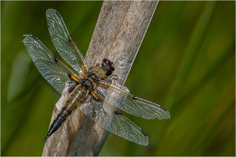 1st digital Four Spotted Chaser Cheryl Hewitt - 1st Open