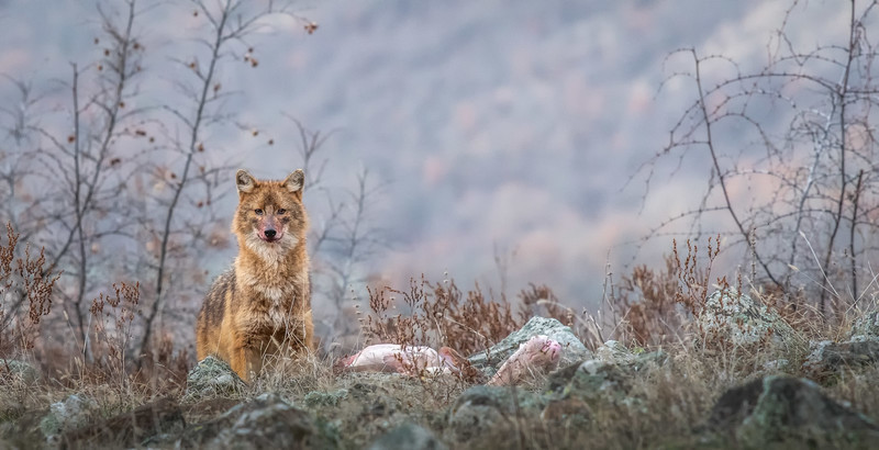 3rd Open 3rd place print THE JACKAL RETURNS byJan Sullivan - 3rd Open