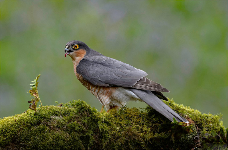 Sparrowhawk - Neil Thomas ( CPAGB )