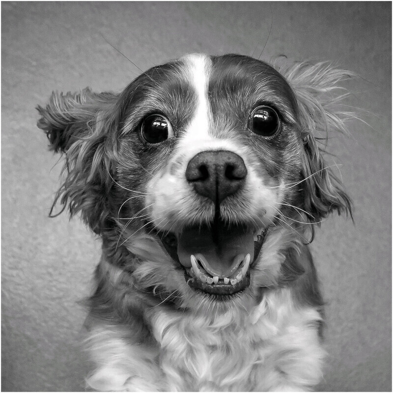 Gold - Happy face - Sara Josey - Mono Pet Portraits