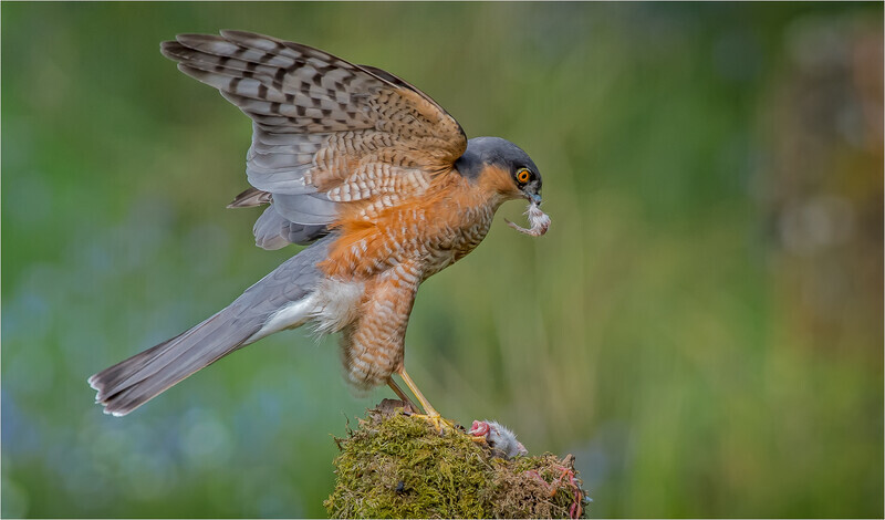 2nd didital Sparrow Hawk enjoying prey Charlie Kidd - 1st Open