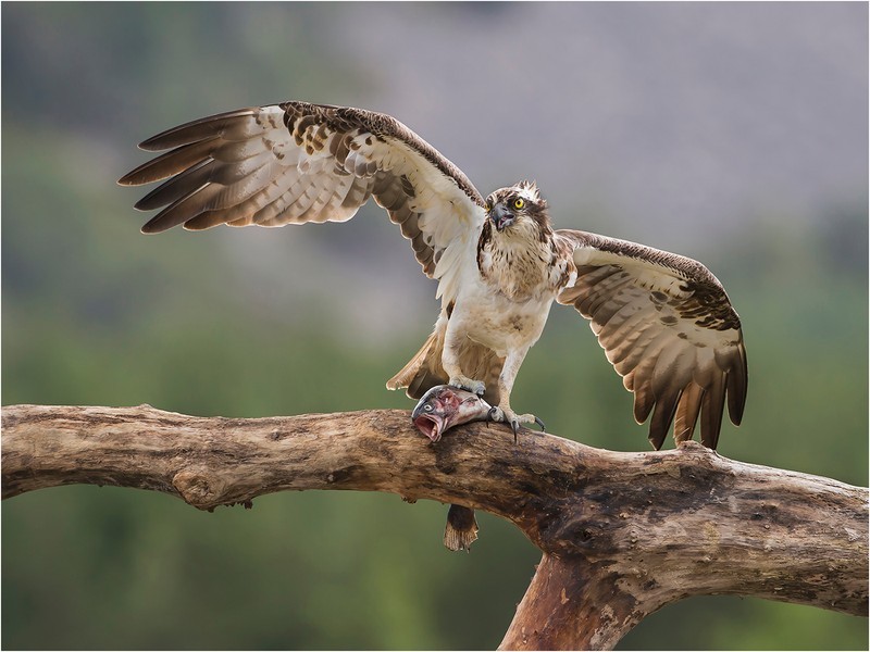Osprey With Fish - GARY JENKINS (EFIAP)