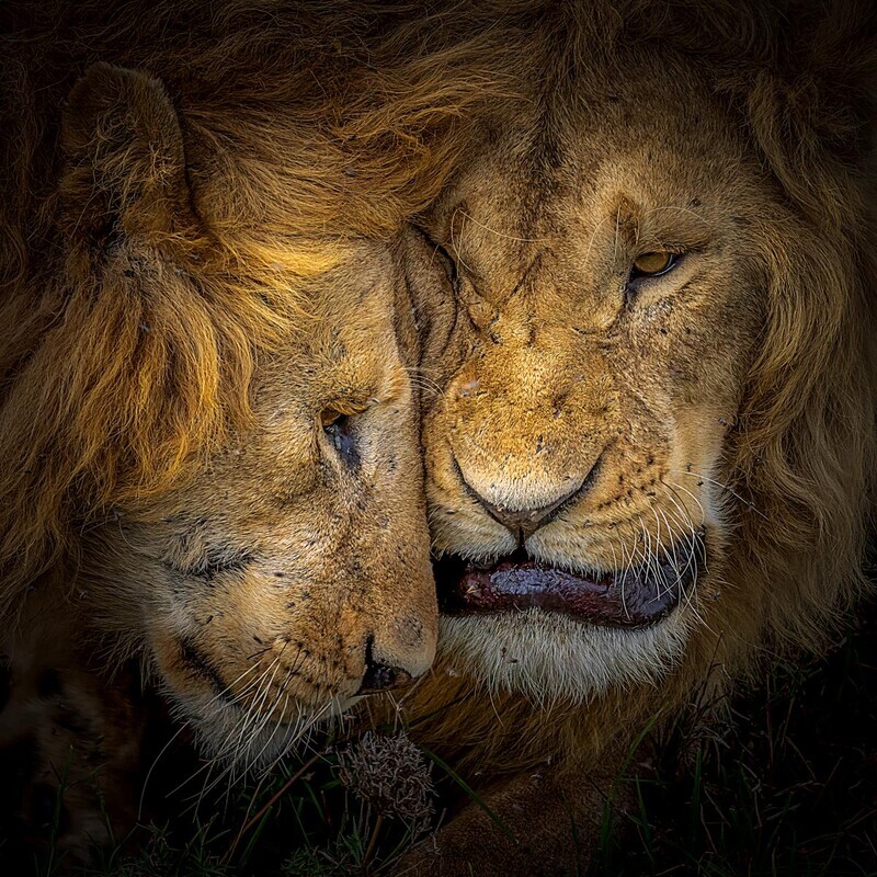 Print - Gold - Dave Bolton - The king and I - 3rd Open