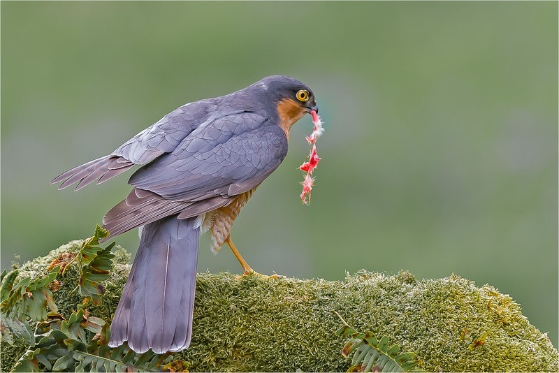 3rd Print-Sparrow Hawk with Prey-Charlie Kidd - Wildlife
