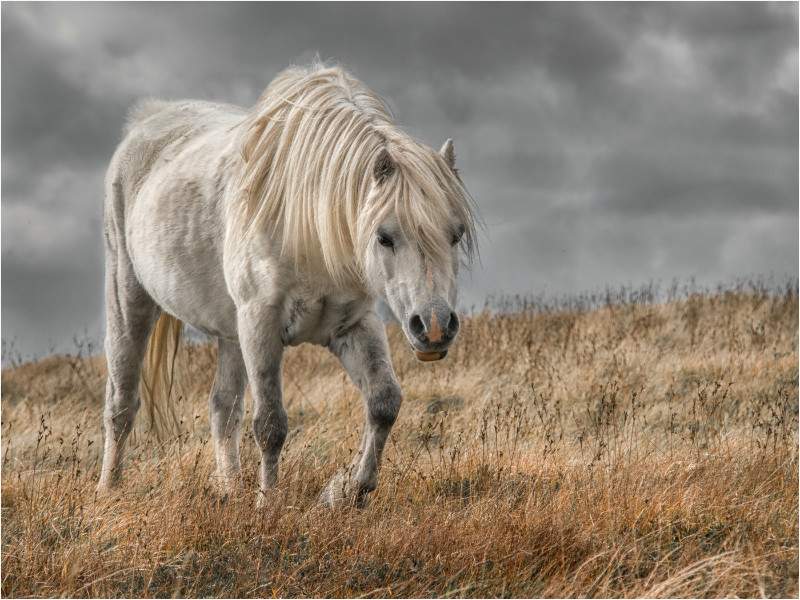 3rd Print-Preseli Mountain Pony-Jan Sullivan - Print/Digital Of The Year