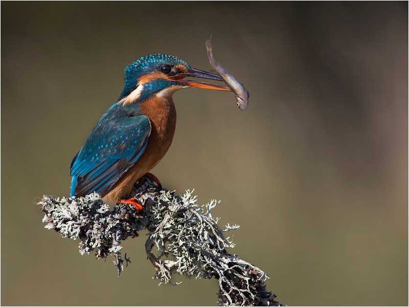 Kingfisher With Minnow - GARY JENKINS (EFIAP)