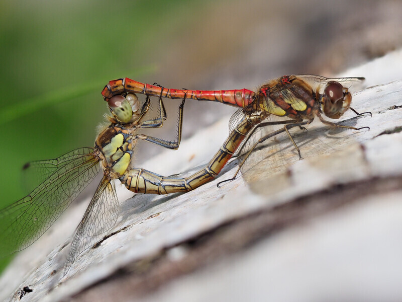 3 - Mating darters 3 - Bronze - Paul Richards