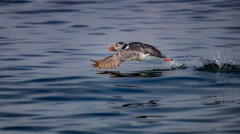 1st DPI puffin take off Dave Bolton - 2nd Open