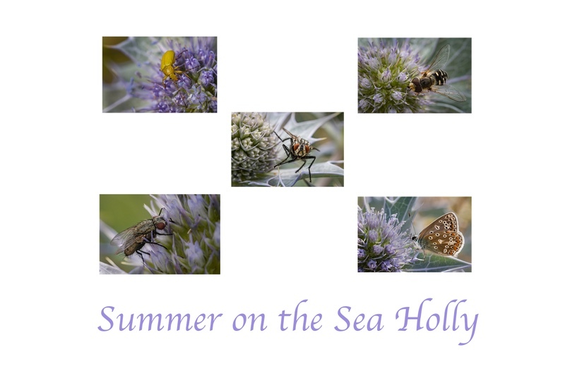 2nd Cheryl Hewitt summer on the sea holly - Panels