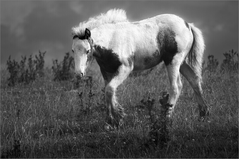 print-Gold-Gary Mayhew-Coming tto say hello Coming to say hello copy - 1st Open
