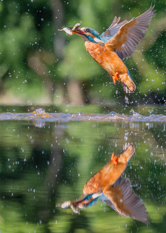 1st PDI-Fishing-Charles Kidd - Wildlife