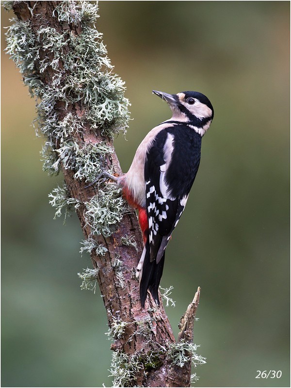 07_CE275_Woodpecker Score 261 - GARY JENKINS (CPAGB)