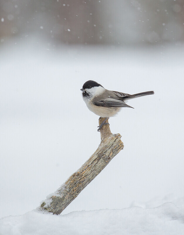 1st Open 51 Willow Tit in Snow - Liz Wallis winner of the Ray Hines Memorial 2021