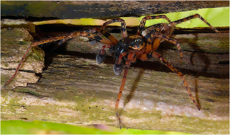 Digital - Bronze - John Slater - This is an Adult buzzing Spider - The Gary Jenkins Memorial Macro & Close up