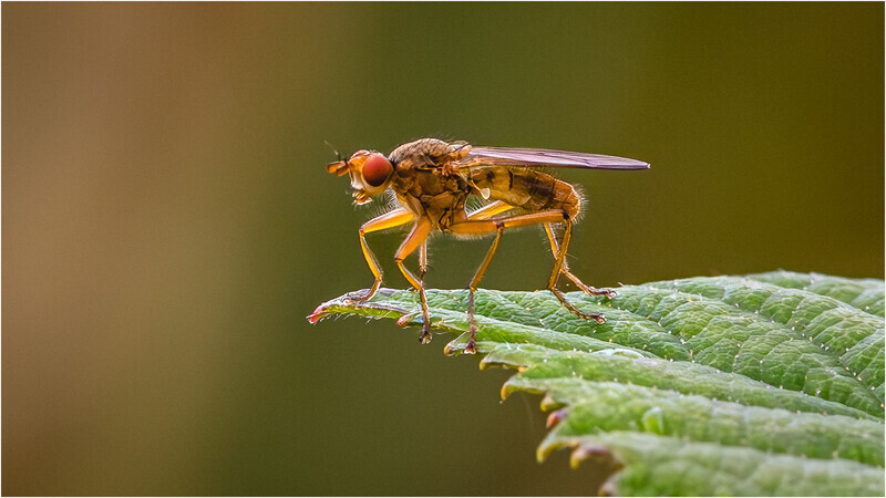 3 Leaf Life - Cheryl Hewitt - Silver