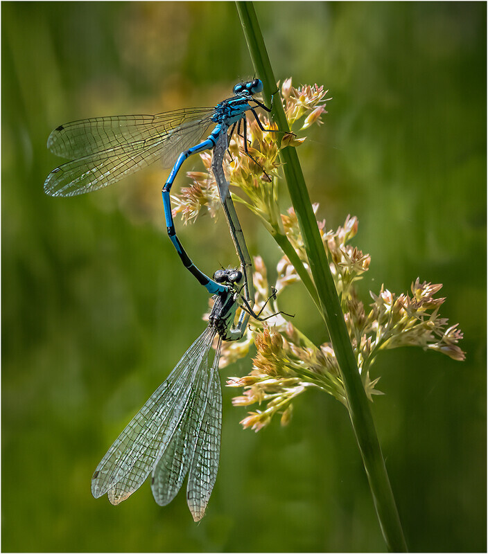 84 Insects of Colour 3 - Cheryl Hewitt-Bronze-Digital