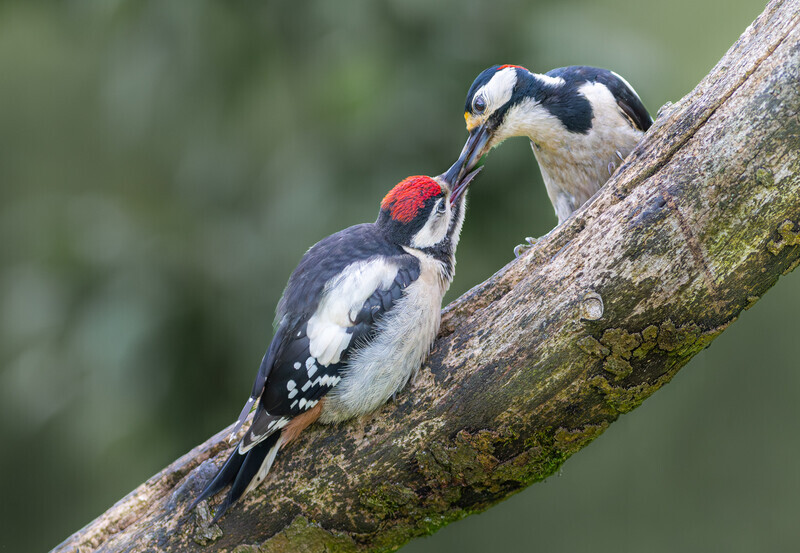 Print - Gold - Charlie Kidd - Spotted Woodpecker feeding young - 1st Open