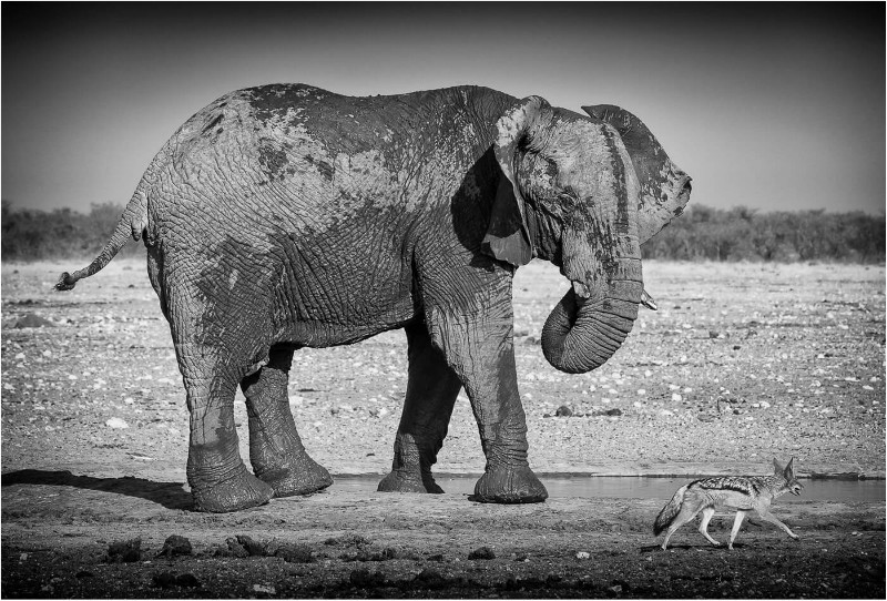 1st Print Elephant And The Jackal Mike Cullis - Mono