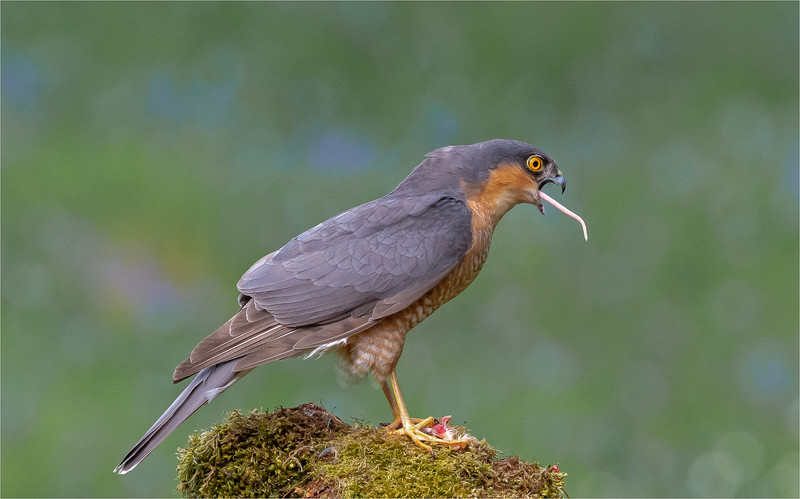 3rd Open 2nd place PDI Sparrow Hawk with Tail end by Charlie Kidd - 3rd Open