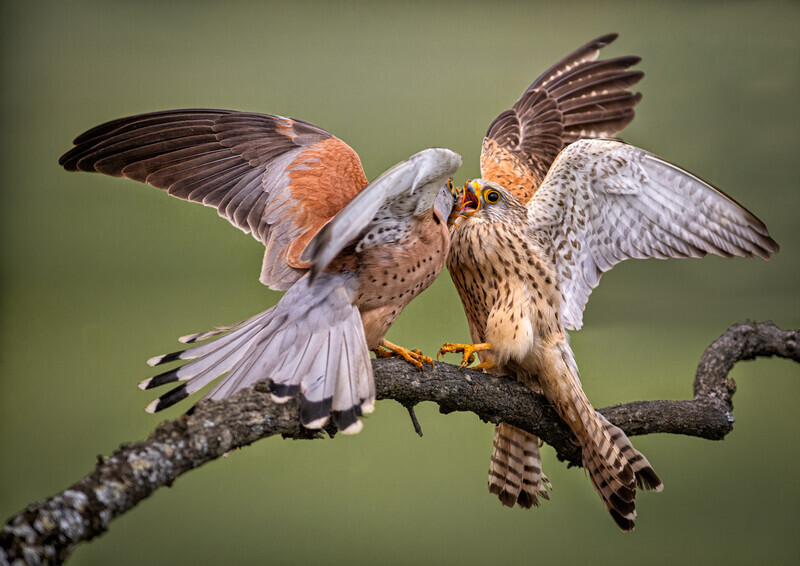 Print - Silver - Charlie Kidd - Natures Intimacy Lesser Kestrels - Nature