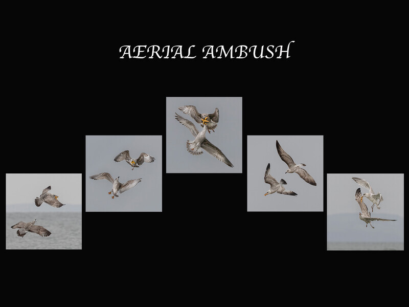 AERIAL AMBUSH - Jan Sullivan - Gold
