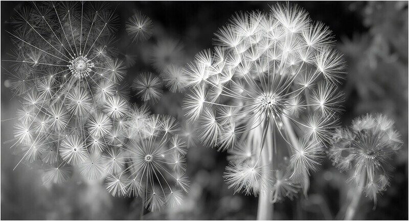 Digital - Bronze John Slater - A Whisper of Departure - 2nd Open