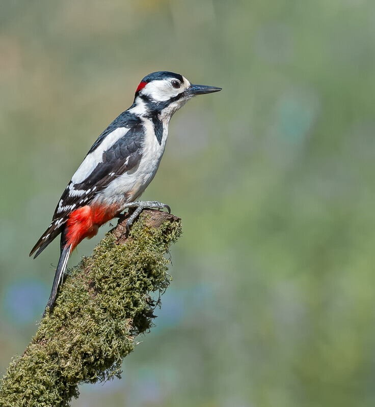 Print Joint 2nd Woodpecker on top of tree - 2nd Open