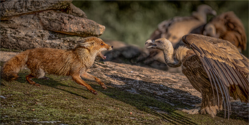 Digital - Bronze - Charlie Kidd - Fox Griffon vulture confrontation - Nature
