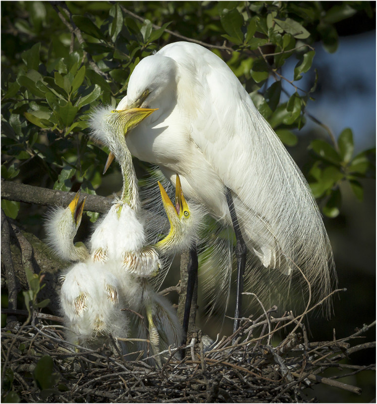 1st Print Great Egret With Chicks Mike Cullis - 3rd Open