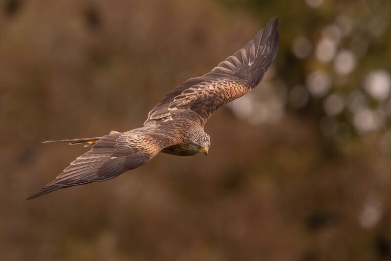 41-red kite display 1 - Dave Bolton-Silver-Digital