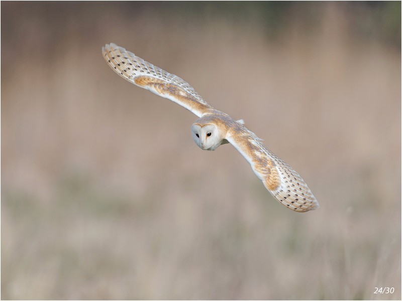 01_CE275_Barnowl  Score 241 - GARY JENKINS (CPAGB)