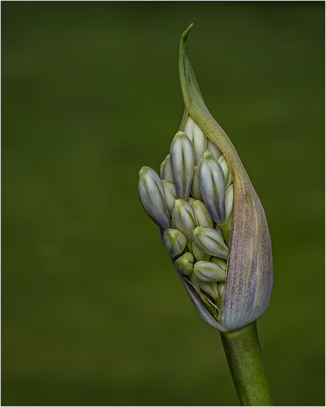 84 Agapanthus 2_ - Cheryl Hewitt-Gold-PRINT