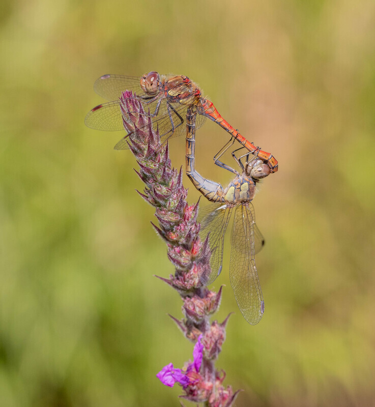 Gold Liz Wallis Mating Common Darters - Gary Jenkins Memorial