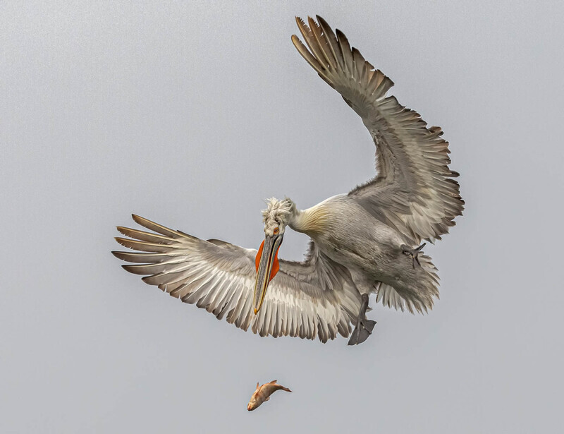 Rosey Dungey-Bronze Medal-Dropped It - Nature