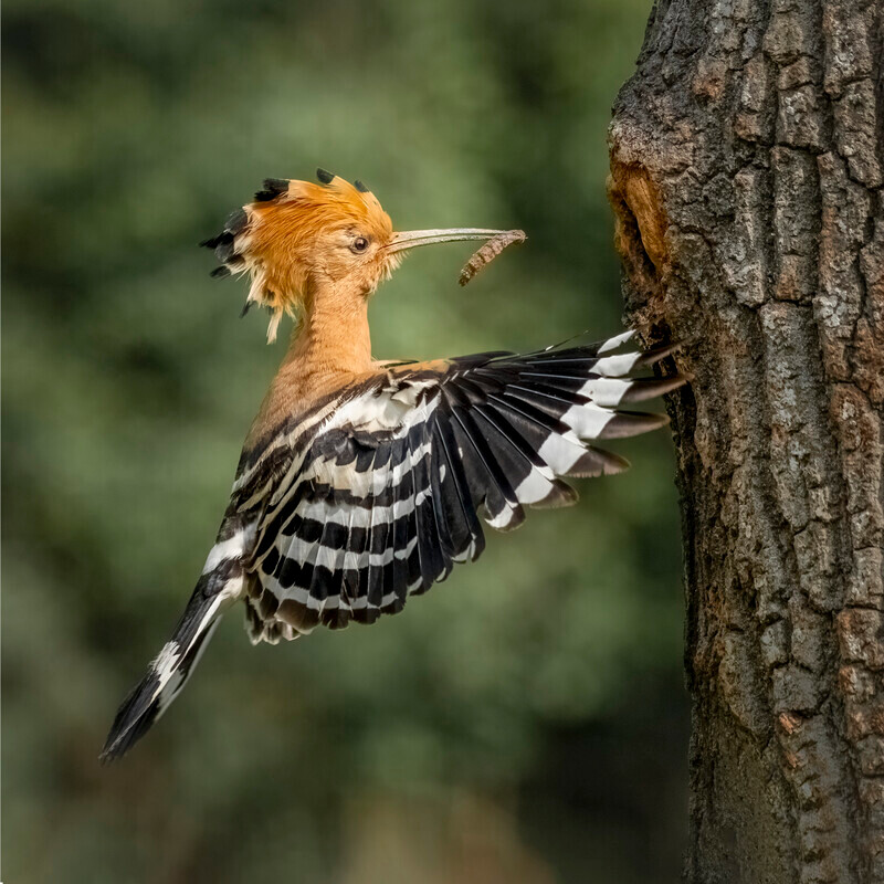 Print - Bronze -Jan Sullivan - Food for the nest - 2nd Open