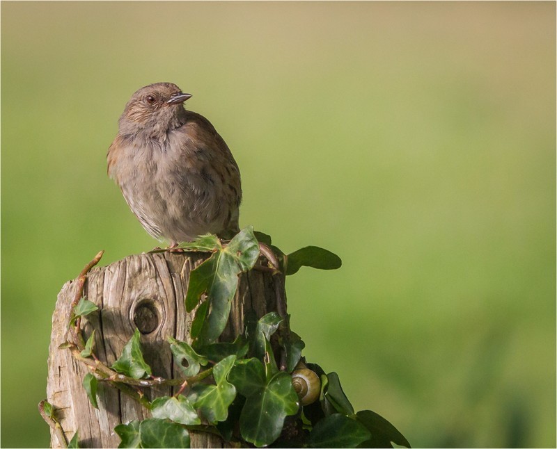 3rd PDI-A Little Brown Bugger-Dave Bolton - Wildlife