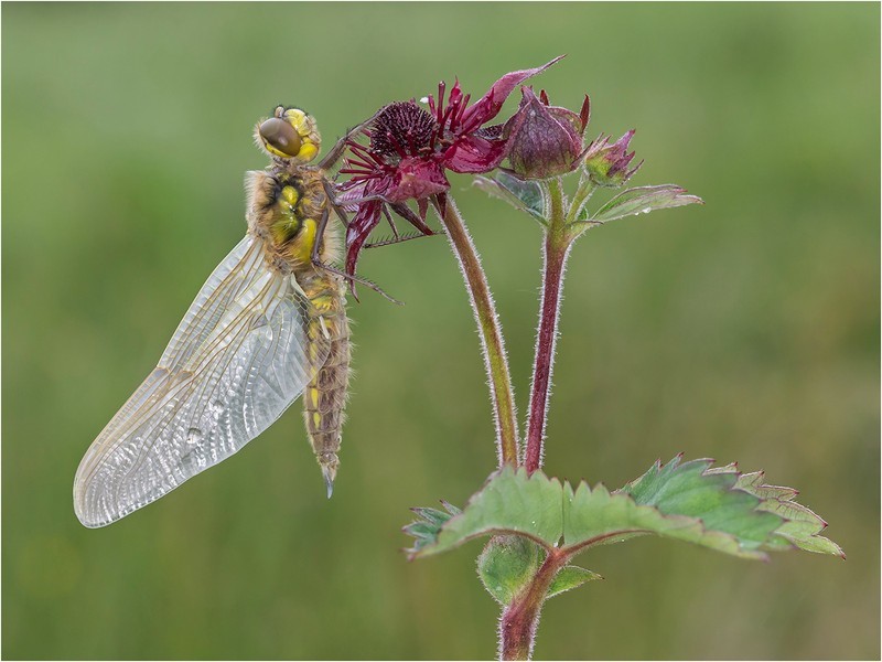 2nd Print-Newly Emerged Four Spotted Chaser-Gary Jenkins - Wildlife