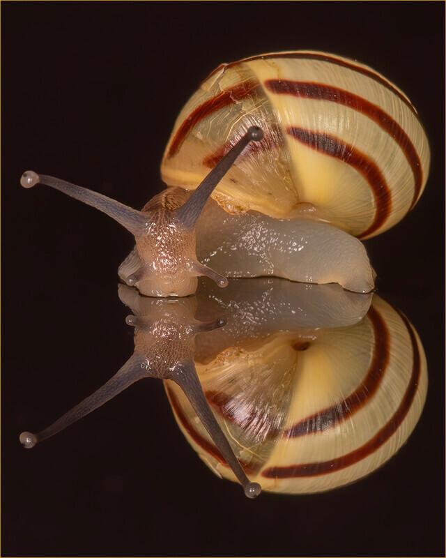 didital-bronze-Alan Brown-Double Helix Double Helix - 1st Open