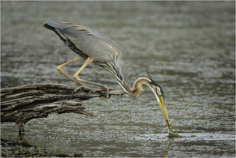2nd Print Purple Crested Heron Royston Packer - Natural History