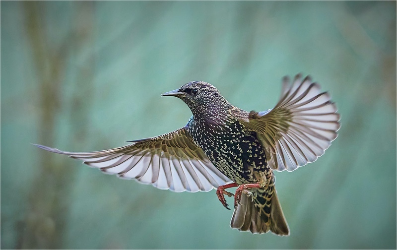 Gold-John Whitehurst-Starling Flight copy - Mike Rowe Memorial
