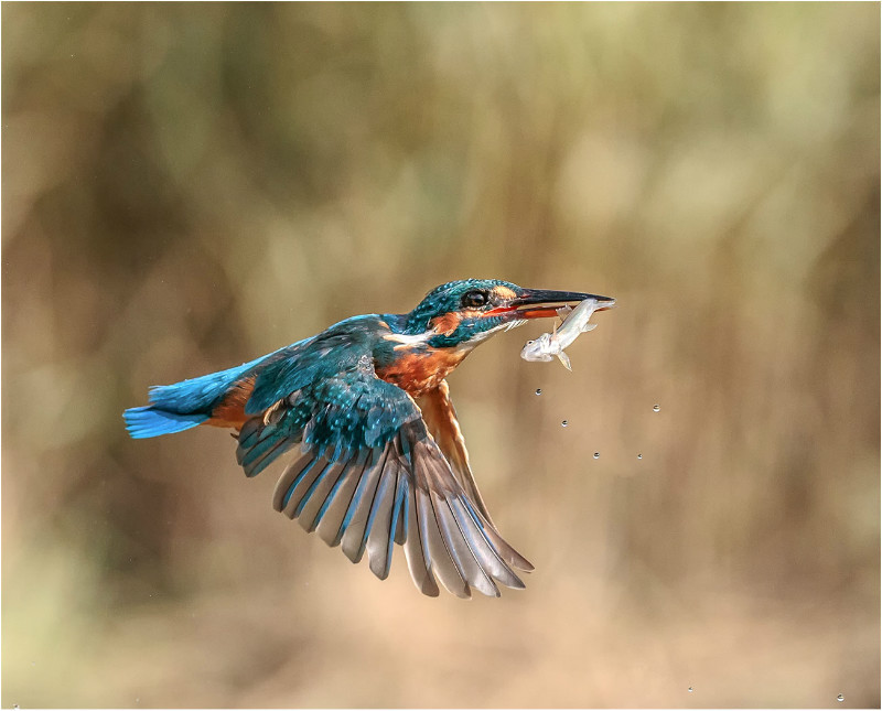 1st Print Common Kingfisher Takeaway Royston Packer - 2nd Open