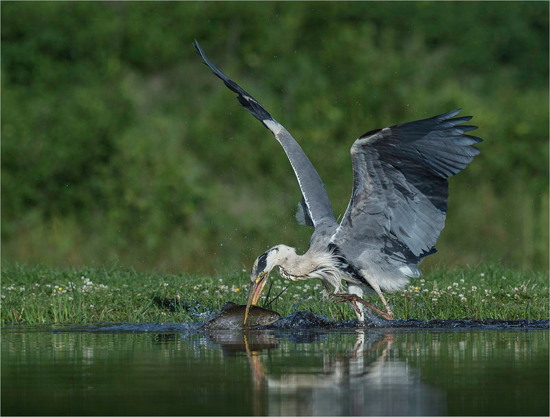 Grey Heron with Catch - Neil Thomas ( CPAGB )