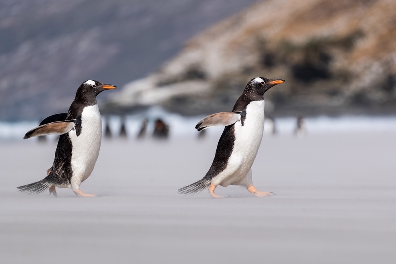 3rd Dave Bundock Gentoo penguins Falkland islands-1 - 2nd Open