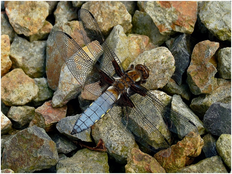 Ray Hornett Broad-bodied chaser on gravel - Gary Jenkins Memorial