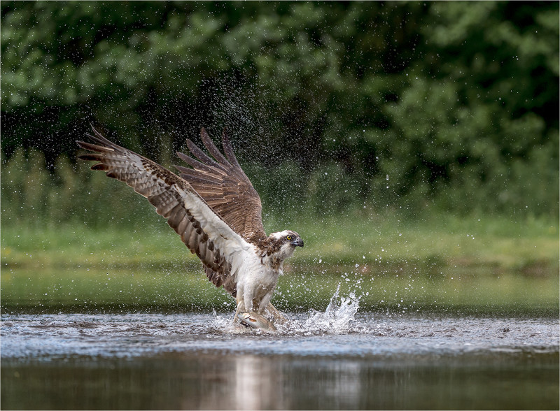 Osprey - Neil Thomas ( CPAGB )