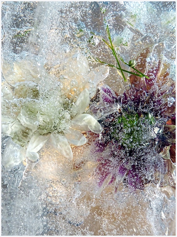 Bromze - John Slater -  Flowers in Ice  - Creative Prints