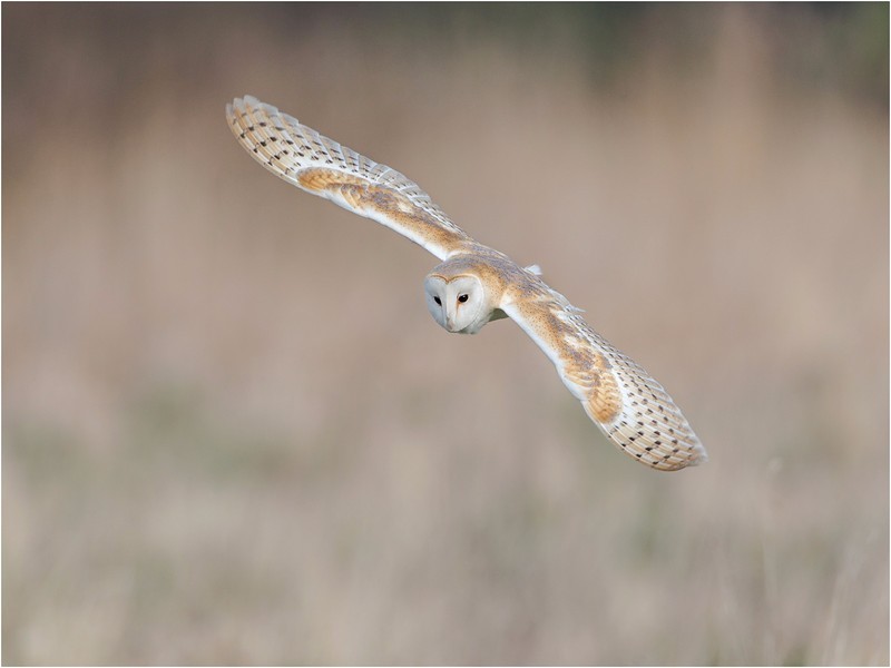 Barn Owl In Flight - GARY JENKINS (EFIAP)