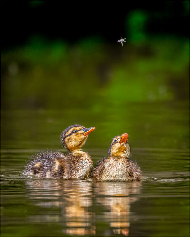 Silver-Print-Jan Sullivan-The Fly By - Nature
