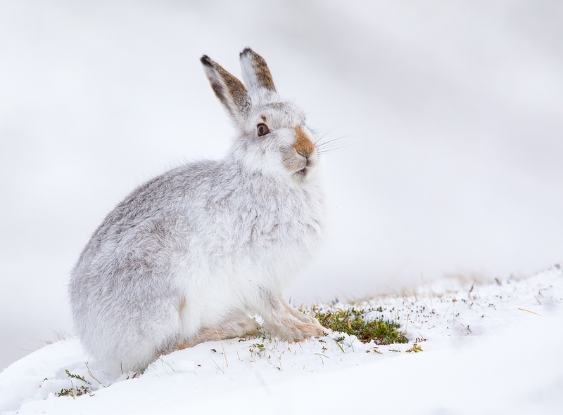 2nd Didital Mountain Hare feeding on heather Liz Wallace - Nature