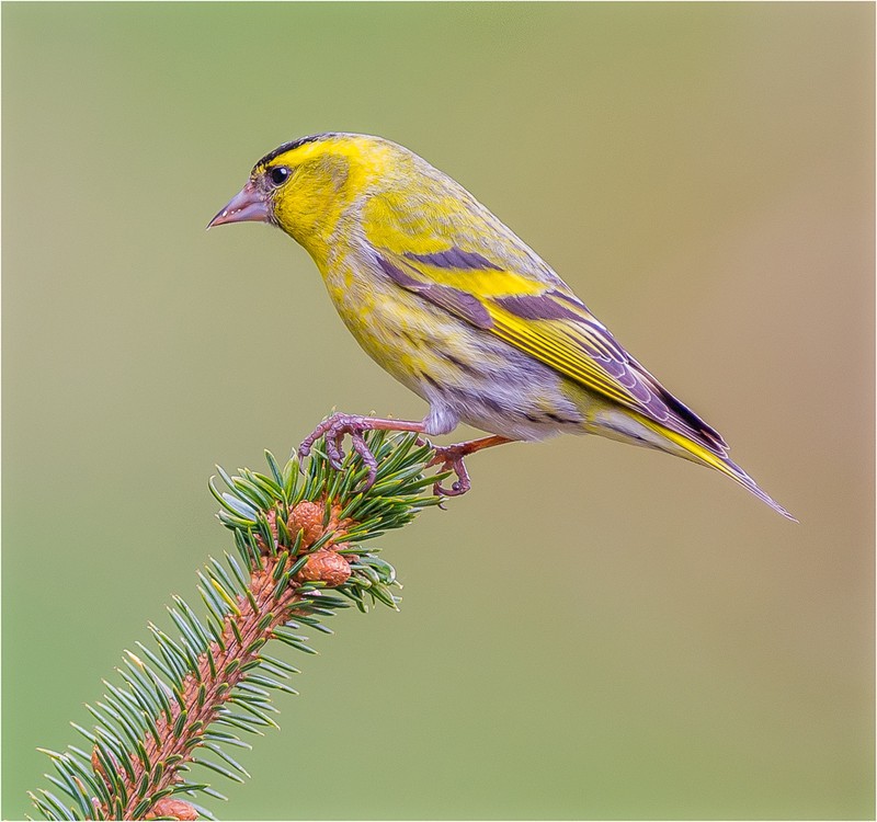 2nd Print-Siskin-Charles Kidd - 3rd Open